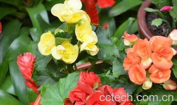 果蔬百科草本海棠花-0