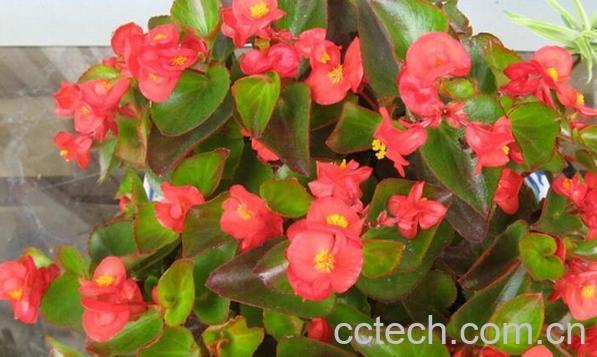 果蔬百科四季海棠花-0