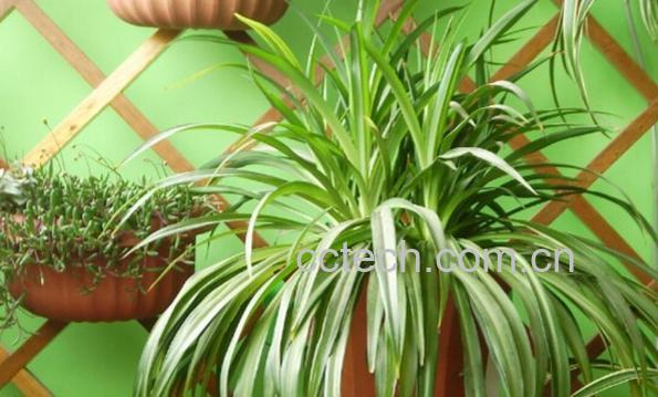 果蔬百科室内适合养什么花-0