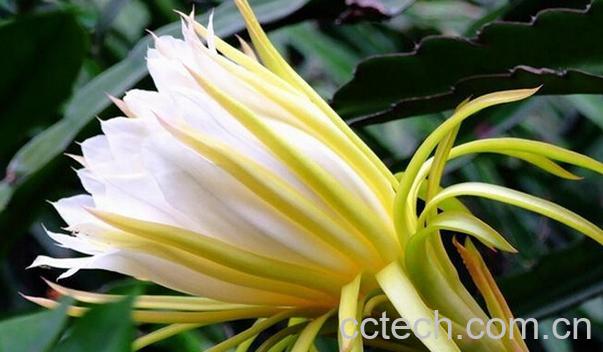 果蔬百科霸王花-0