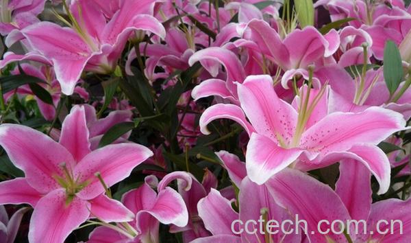 果蔬百科百合花-0