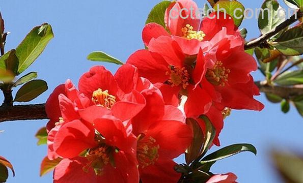 果蔬百科海棠花的种类-0