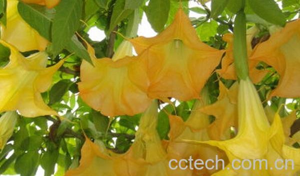 果蔬百科野生曼陀罗花-0