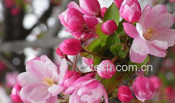 果蔬百科海棠花-0