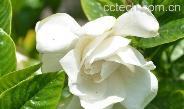 果蔬百科栀子花-0