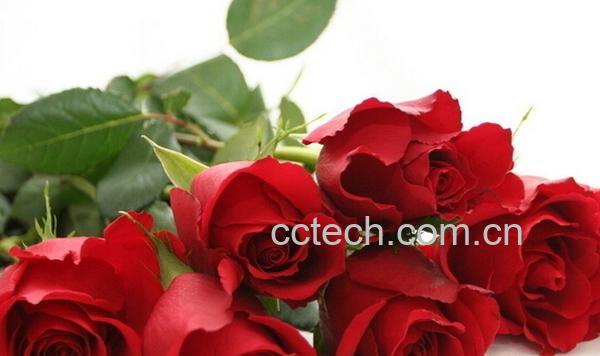 果蔬百科玫瑰花-0