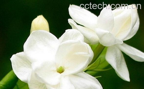 果蔬百科茉莉花的种类-0
