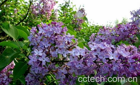 果蔬百科紫色的花-0