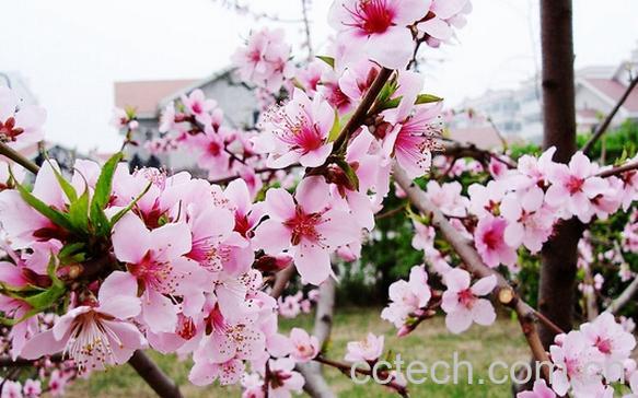 果蔬百科三月花-0