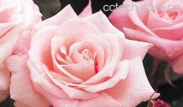 果蔬百科玫瑰花-0