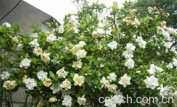 果蔬百科小栀子花-0