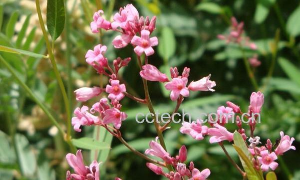 果蔬百科罗布麻花-0