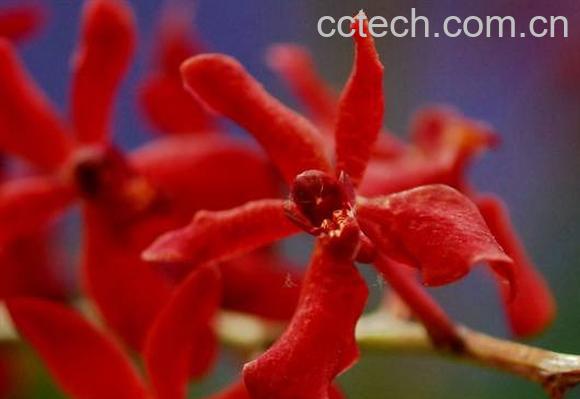 果蔬百科红珊瑚-0