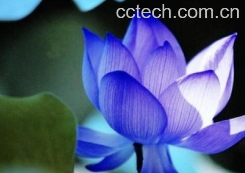 果蔬百科子午莲-0