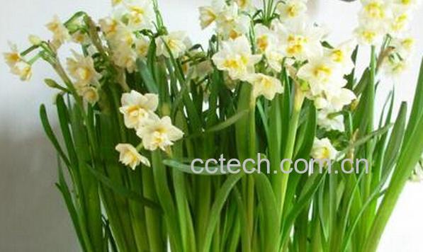 果蔬百科水仙花和大蒜-0