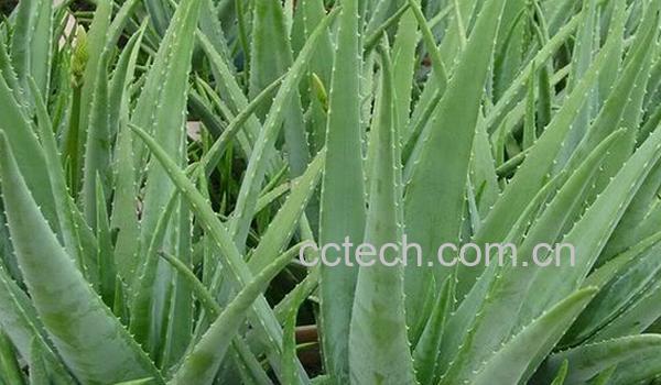 果蔬百科新鲜芦荟-0