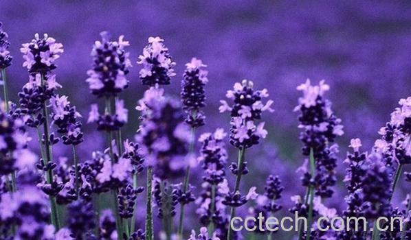 果蔬百科薰衣草-0