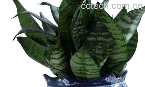 果蔬百科虎皮兰-0