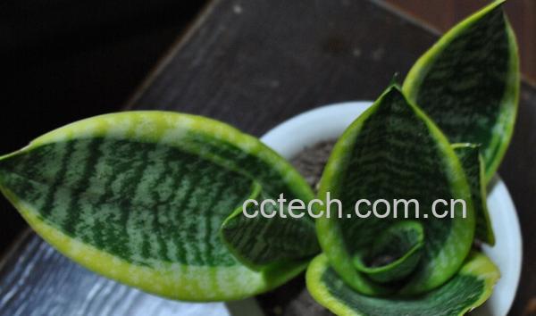 果蔬百科虎皮兰-0