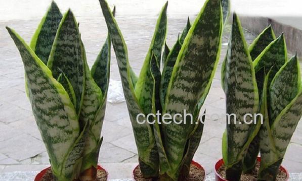 果蔬百科金边虎皮兰-0