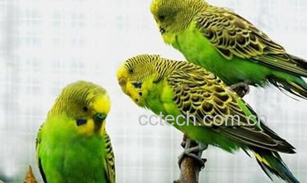 果蔬百科虎皮鹦鹉-0