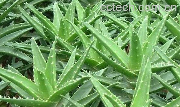 果蔬百科芦荟皮-0