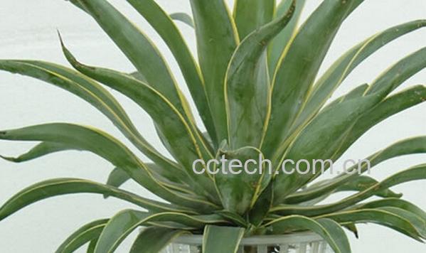 果蔬百科水培虎皮兰-0