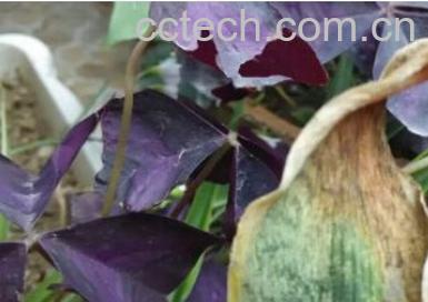 果蔬百科金边虎皮兰-0