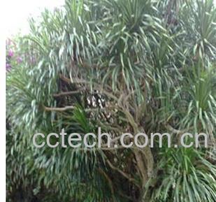 果蔬百科龙血树-0