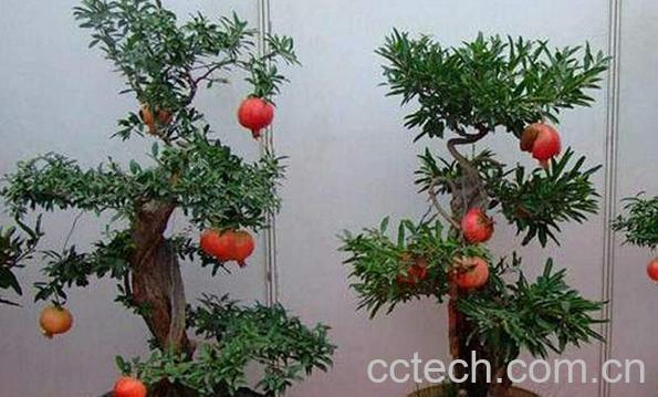 果蔬百科盆栽石榴-0