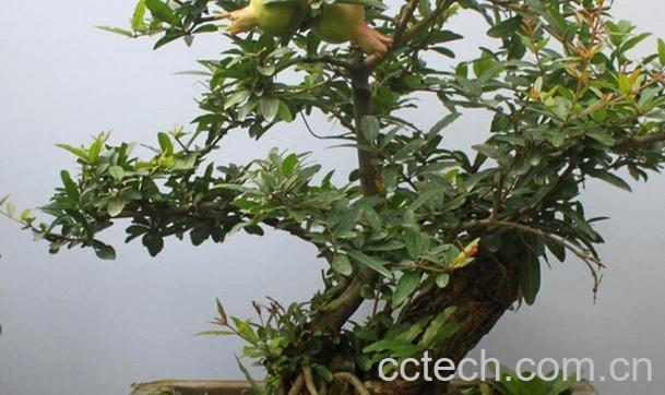 果蔬百科盆栽石榴树-0