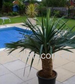 果蔬百科香龙血树-0