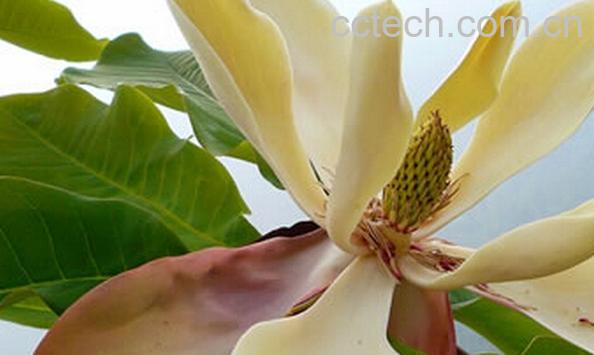 果蔬百科厚朴花-0