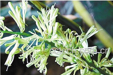 果蔬百科金边虎皮兰花-0