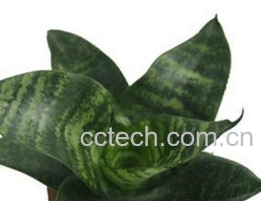 果蔬百科虎皮兰-0