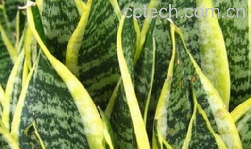 果蔬百科虎皮剑兰-0