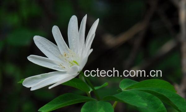 果蔬百科多被银莲花-0