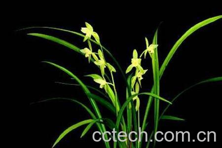 果蔬百科兰花-0