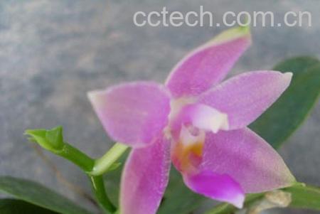 果蔬百科红花石斛-0