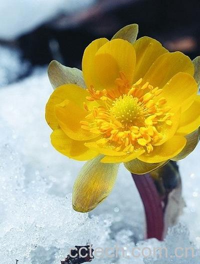 果蔬百科侧金盏花-0