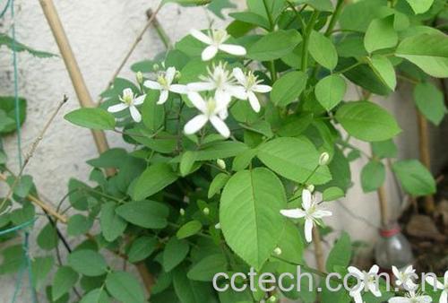 果蔬百科大花威灵仙-0