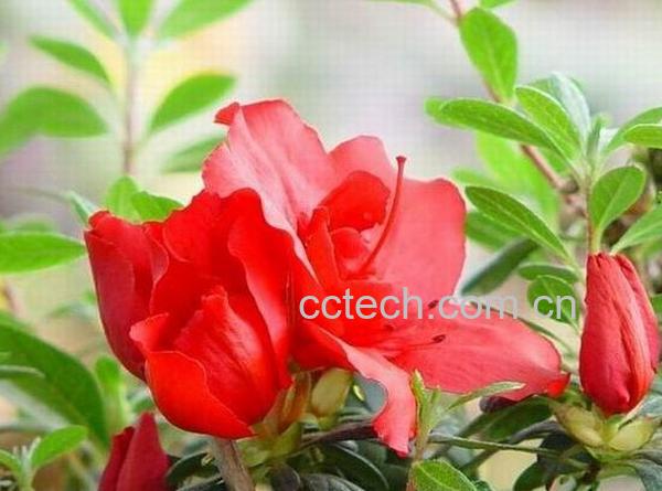 果蔬百科杜鹃花-0