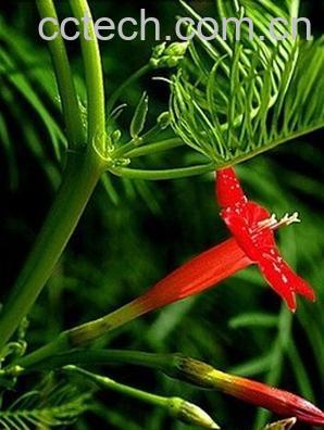 果蔬百科鹅掌草-0