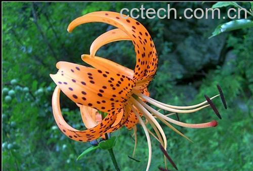 果蔬百科卷丹-0