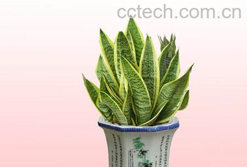 果蔬百科金边虎尾兰-0