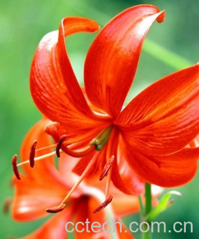 果蔬百科山丹花-0