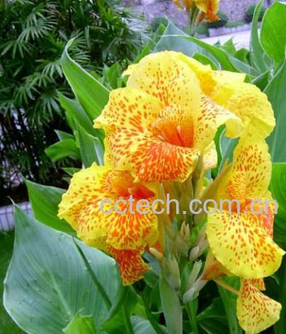 果蔬百科芙蓉葵-0