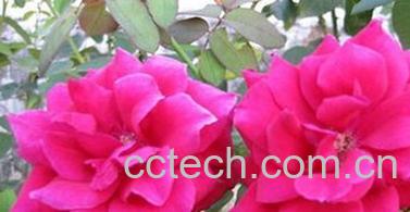 果蔬百科大花美人蕉-0