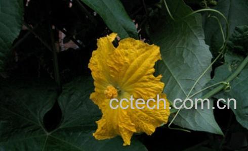 果蔬百科芙蓉菊-0