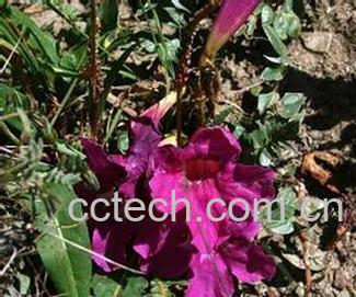 果蔬百科午时花-0